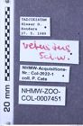 Etiketten zu Melanotus vetustus (NHMW-ZOO-COL-0007451)